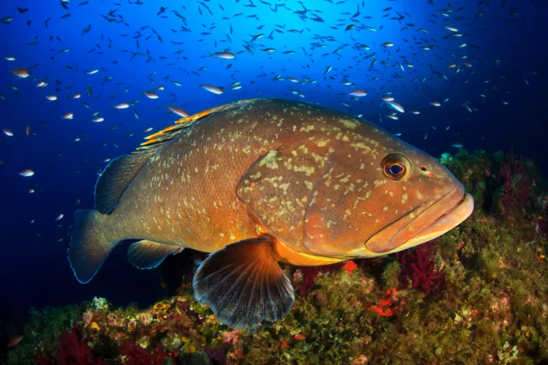 square Grouper